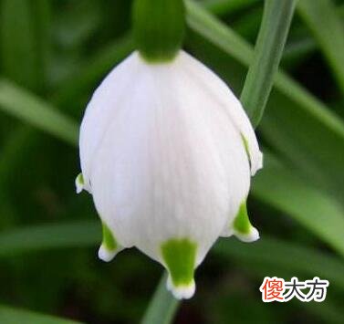 生日花语·四月