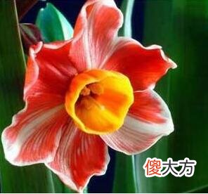 生日花语·四月