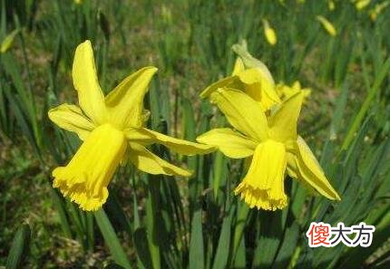 生日花语·四月