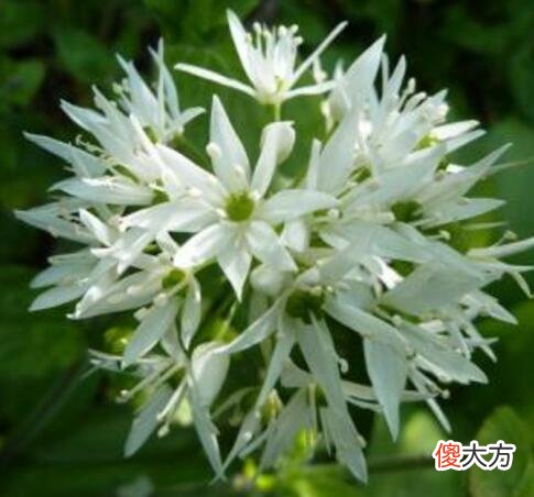 生日花语·四月