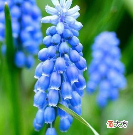 生日花语·四月