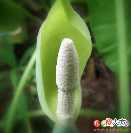 生日花语·四月