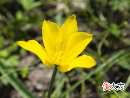 生日花语·四月