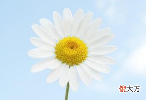 生日花语·十月
