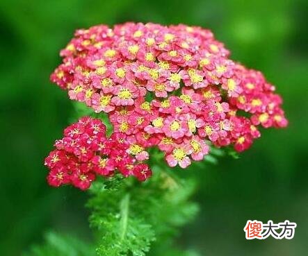 生日花语·十月