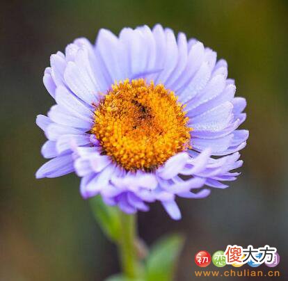 生日花语·十月
