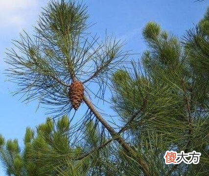生日花语·十二月