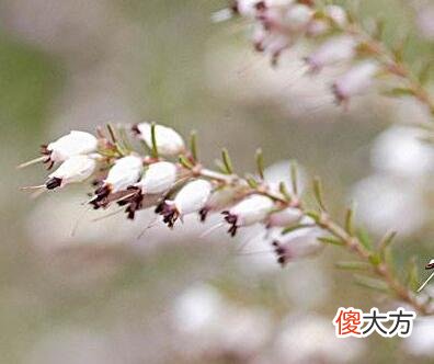 生日花语·十二月