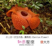 生日花语·十二月