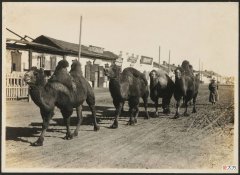 【爱历史】老照片，二十世纪蒙古普通人的真实生活，普通民众穷苦不堪