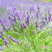 梦见自己吃鳕鱼