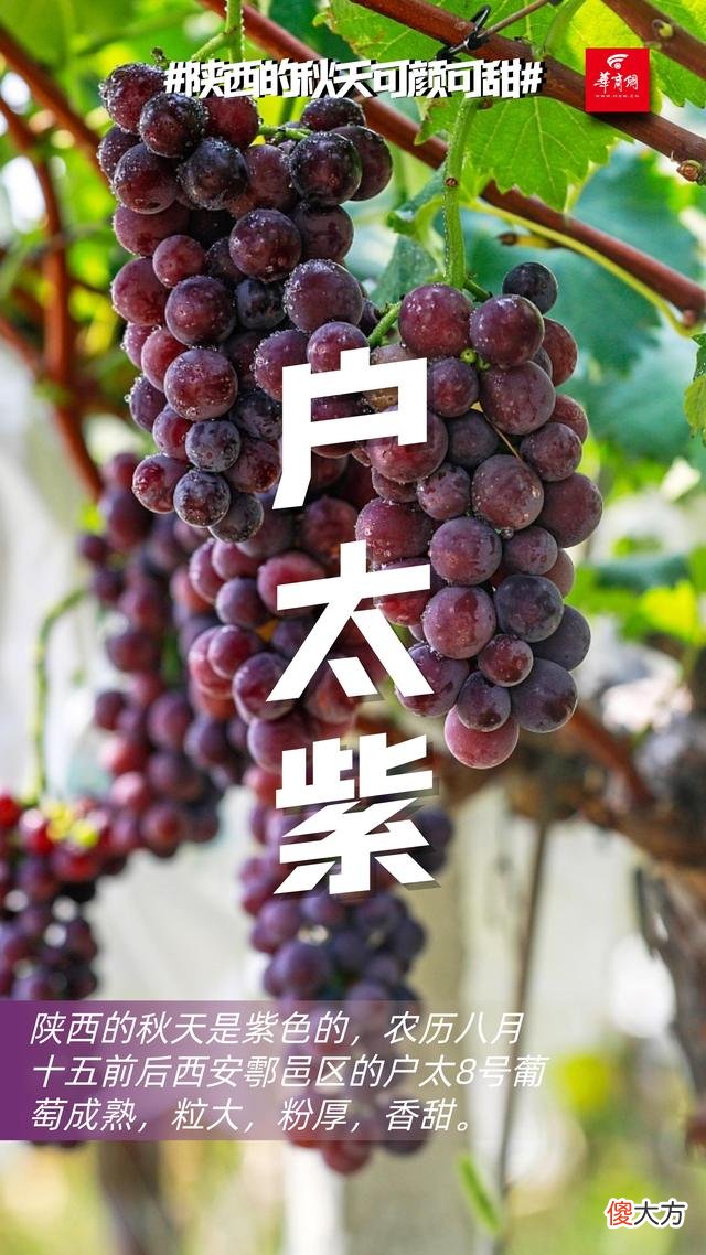【就爱时尚】可颜可甜！这是陕西秋天的专属色号