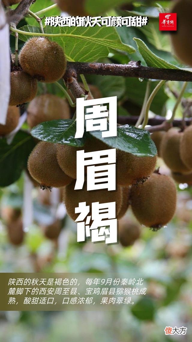 【就爱时尚】可颜可甜！这是陕西秋天的专属色号