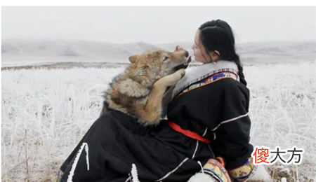 美女画家把“狼”当孩子养,放回狼群10年后,再相见让人泪目