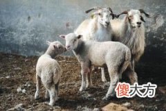 属羊人五行性格命运分析