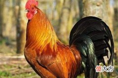 属鸡男的和什么属相最配对的