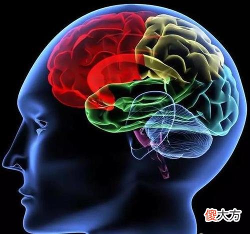 孩子学习没动力怎么办？了解大脑“奖励”机制，让孩子主动学习