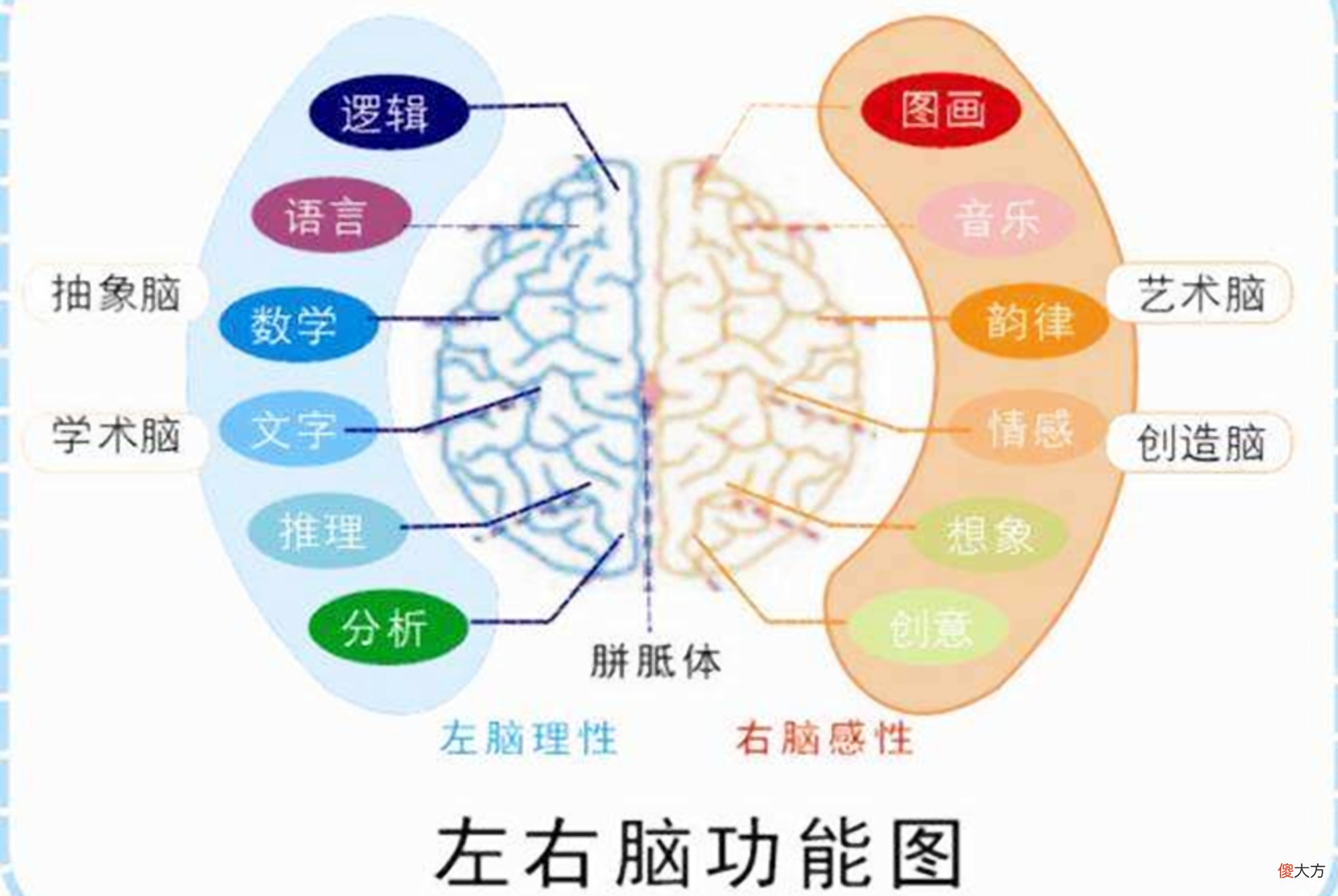 开发右脑会让孩子更聪明？左右脑的活跃度，关系到方方面面