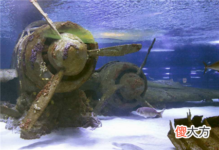 潜水员在海底发现飞机碎片，靠近一看被吓坏，里面还有“人”