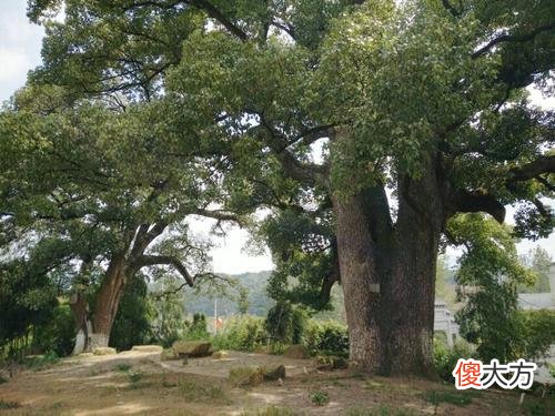 中国福建这一千年古树，中间竟藏着一＂小孩＂，专家至今难以解释