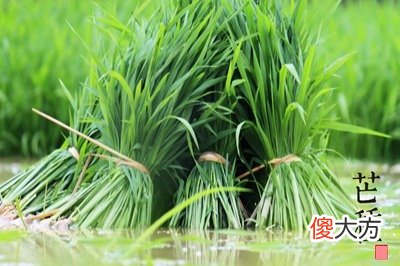 芒种节气前后宜种什么植物？2020芒种日子好不好？