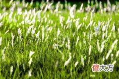 2020年闰四月十四芒种这天可以结婚办喜酒吗？