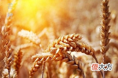 2020鼠年芒种可以订婚吗？芒种节气中的谚语有哪些？