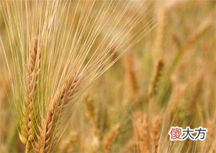 2020年芒种忌讳什么,2020年芒种结婚吉不吉利？