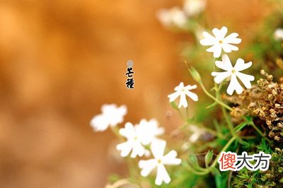 2020年芒种节气是几点几分？芒种是干什么的日子？