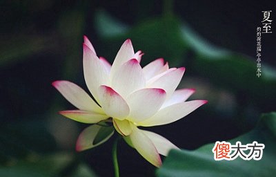 夏至前一天是什么日子？2020年夏至前一天适合结婚吗？