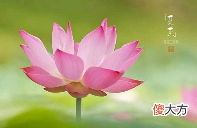 2020年夏至前一天可以结婚吗？夏至是什么意思？