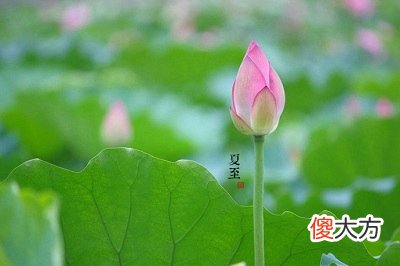 2020年夏至前一天可以结婚吗？夏至是什么意思？