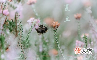 2020夏至这天日子好吗？夏至这天太阳直射哪里？