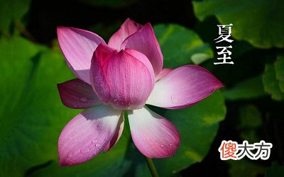 夏至有什么特点？夏至前一个节气是芒种吗？
