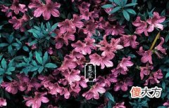 夏至有什么特点？夏至前一个节气是芒种吗？