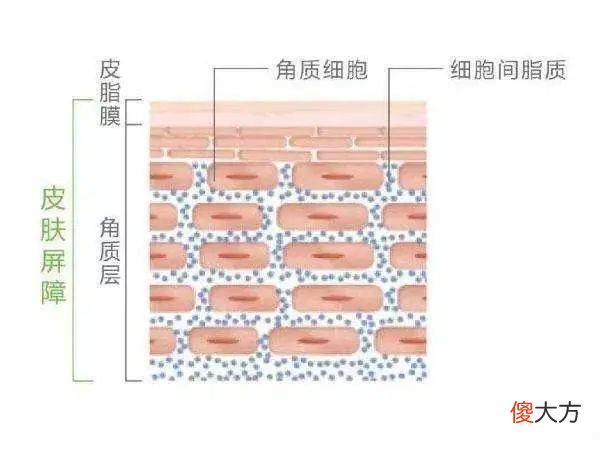 【就爱时尚】不懂就问，“以油养肤”真的靠谱吗？