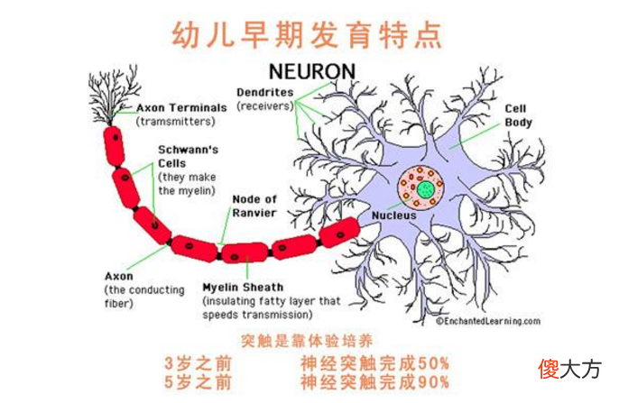 哈佛研究：大脑发育的“高峰期”有3次，请帮孩子抓住一次