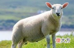属羊的人今年运气如何