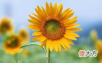 三伏天为什么要艾灸？三伏天要每天艾灸吗？