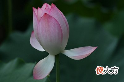 三伏天为什么要艾灸？三伏天要每天艾灸吗？