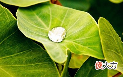 什么是三伏天？三伏天可以治疗什么病？