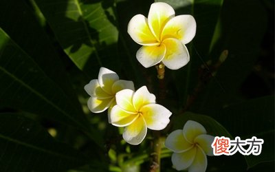农历五月禁忌有哪些？2020年农历五月是阳历几月？