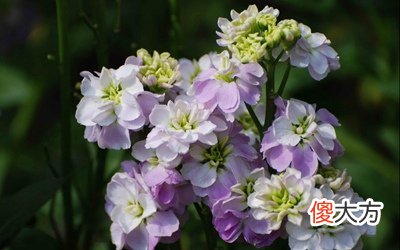 2020农历五月份是什么星座？农历五月有多少天？