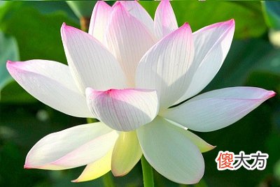2020农历五月吉日一览，农历五月别称叫什么又叫什么月？
