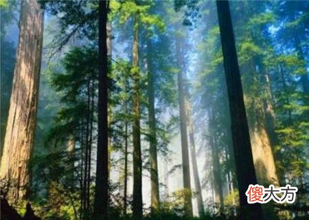 甲木的喜忌