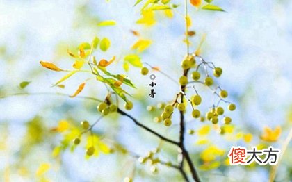 2020年小暑是几月几日几点几分开始,小暑12时辰吉凶