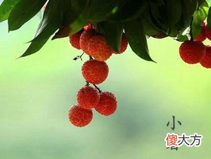 小暑三侯分别是什么,2020年7月6日小暑吉时宜忌查询！