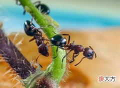 颈椎操头手相抗图片