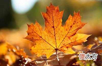 2020庚子鼠年农历七月份好日子是哪几天？
