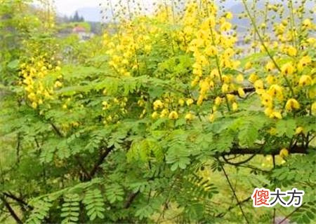 乙木的喜忌